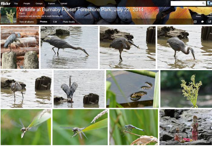 Burnaby Foreshore Park Wildlife Flickr Album