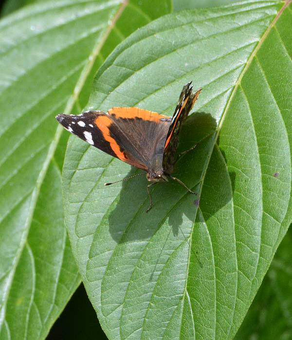 butterfly on leaf byrne creek