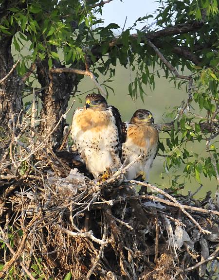 Hawks on nest in southern Alberta