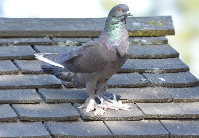 fancy pigeon