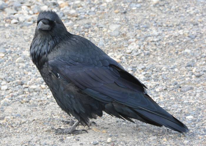 icefields_parkway_raven_20141003