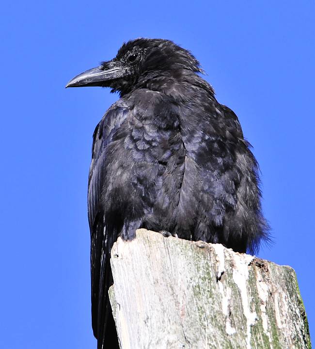 crow burnaby lake
