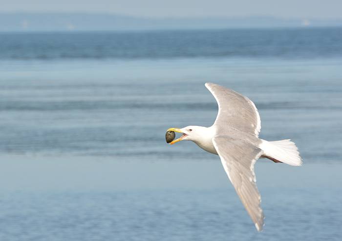 gull with clam