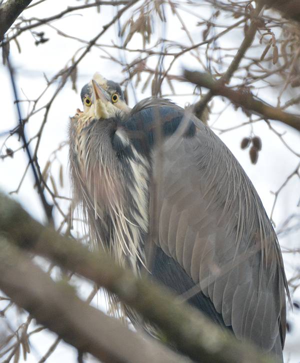 heron in tree burnaby