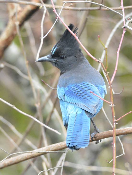 Stellar's Jay Burnaby BC