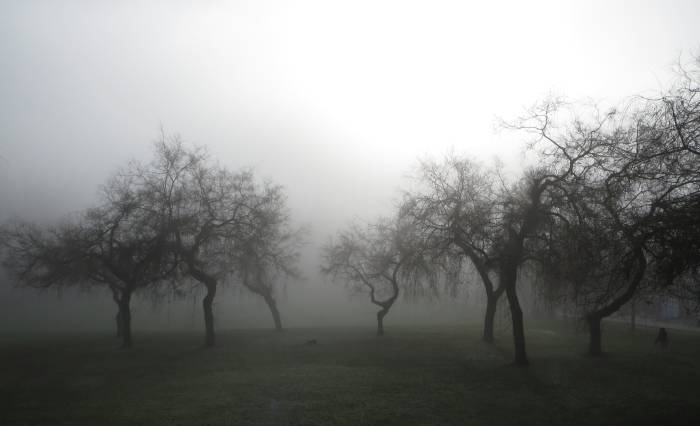 foggy Ron McLean Park Burnab;y BC