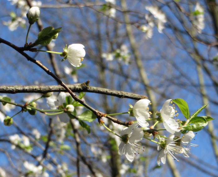 Byrne Creek Ravine Park blossoms