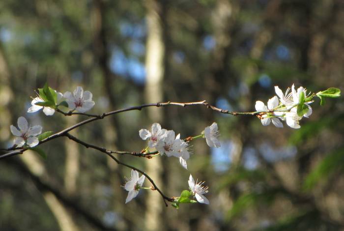 Byrne Creek Ravine Park blossoms