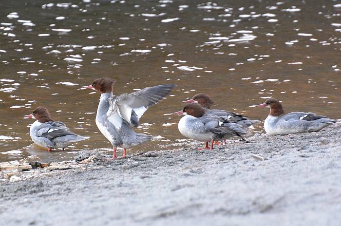 Alice Lake Provincial Park mergansers