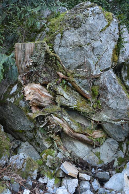 Alice Lake Provincial Park