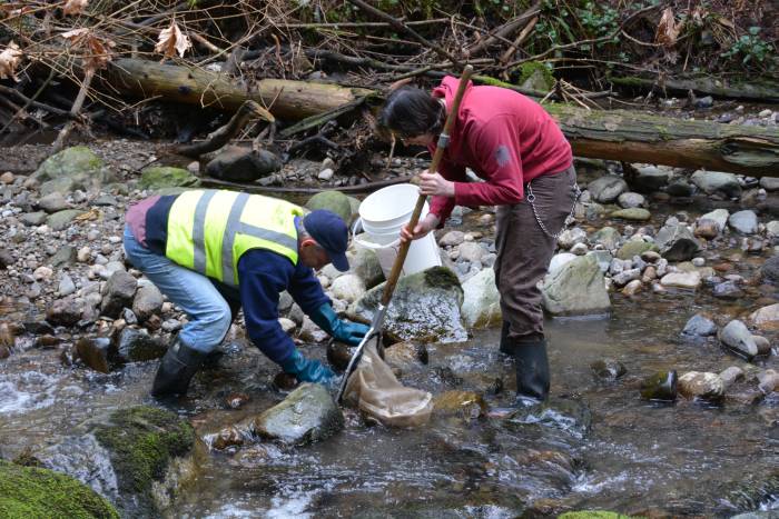 byrne creek bug count