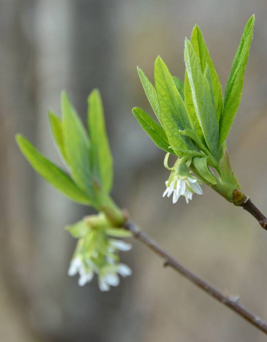 Early blooming