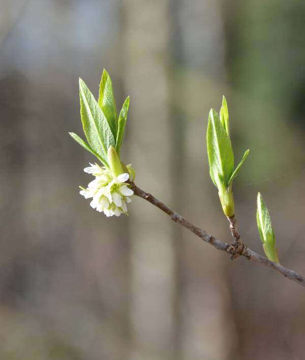 Early blooming