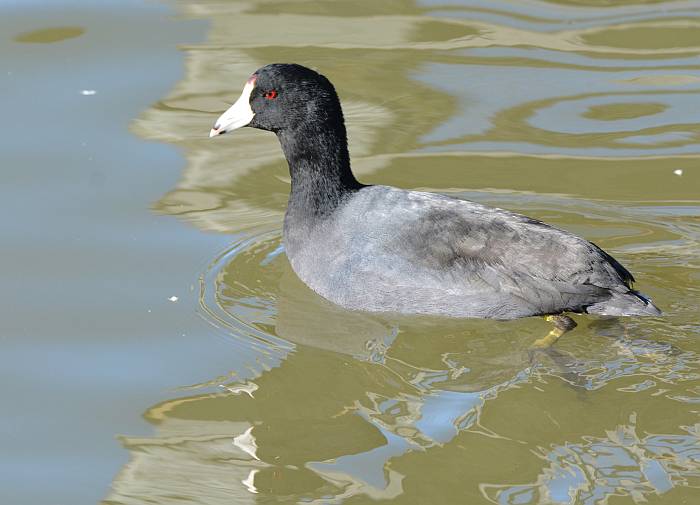 american coot