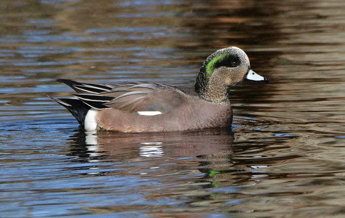 american wigeon