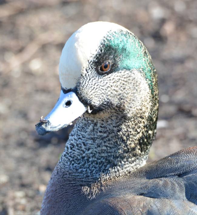 reifel_american_wigeon_head_20150221