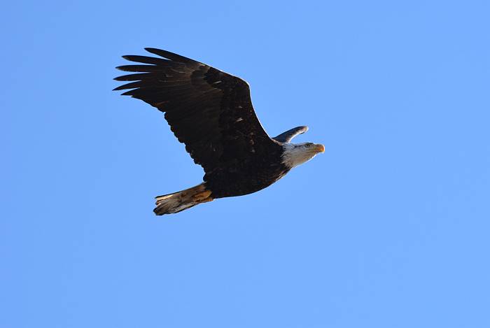 bald eagle