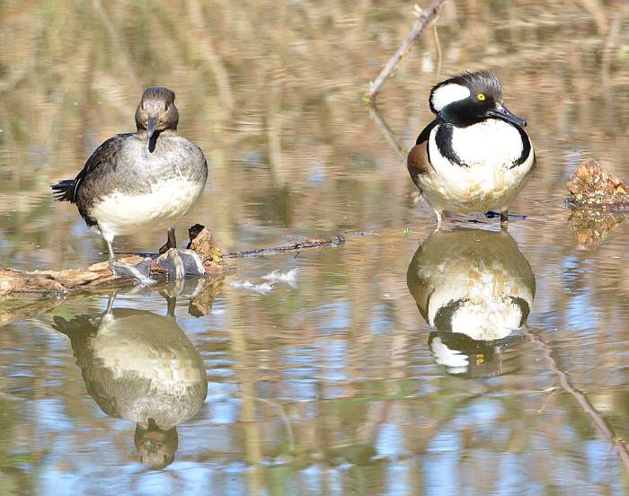 hooded merganser