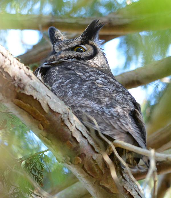 long-eared owl