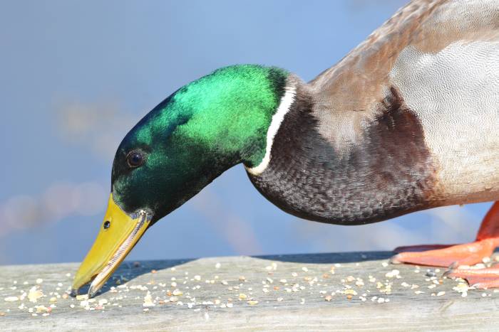 mallard head