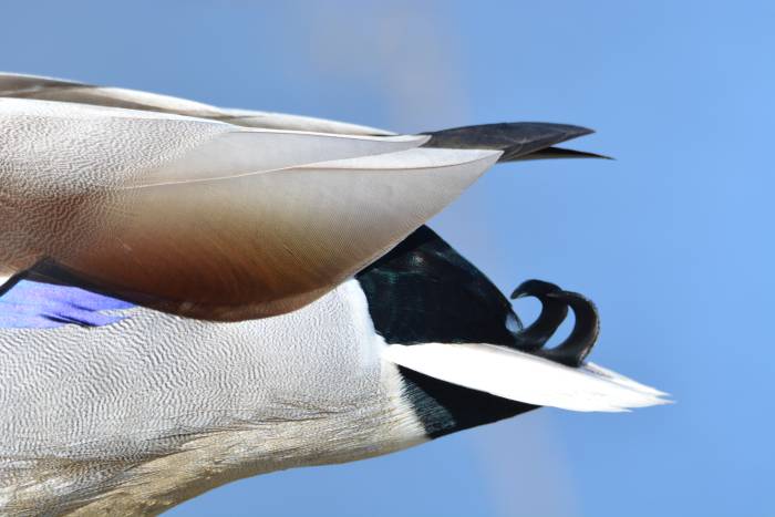 mallard tail