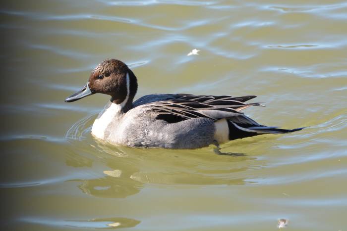 northern pintail