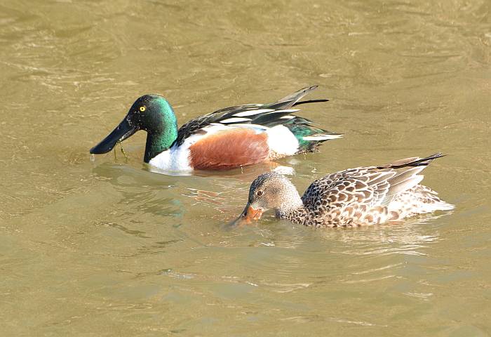 northern shoveller copule