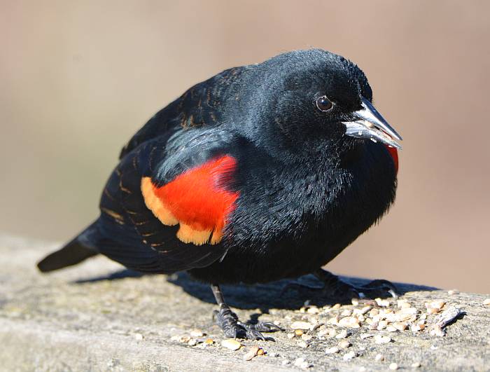 red-winged blackbird