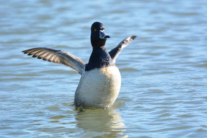 reifel_ring_necked_duck_question_20150221