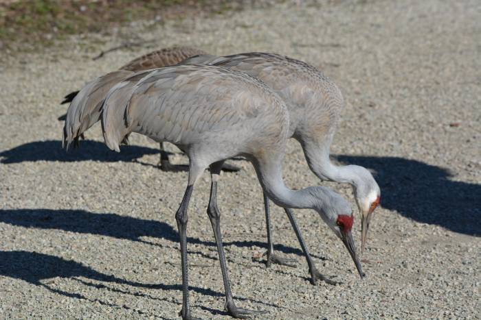 sandhill crane