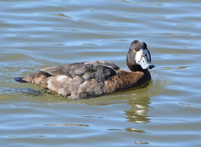 scaup?