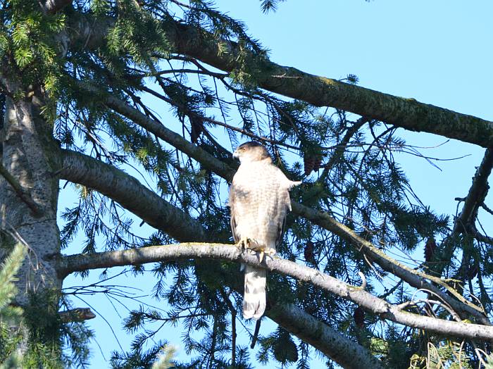 sharp-shinned hawk