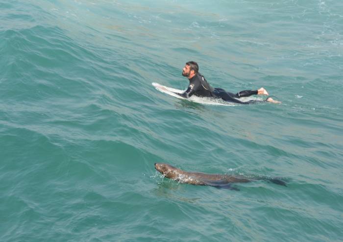 sea lion and surfer manhattan beach CA