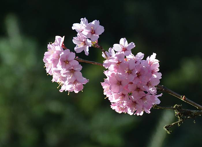 Byrne Creek Ravine Park Blossoms