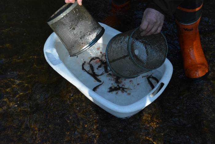 Byrne Creek Fish Survey March 8, 2015