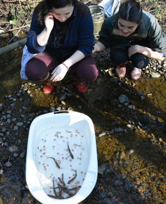 Byrne Creek Fish Survey March 8, 2015