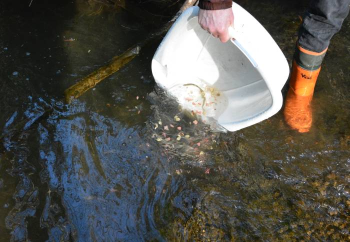 Byrne Creek Fish Survey March 8, 2015