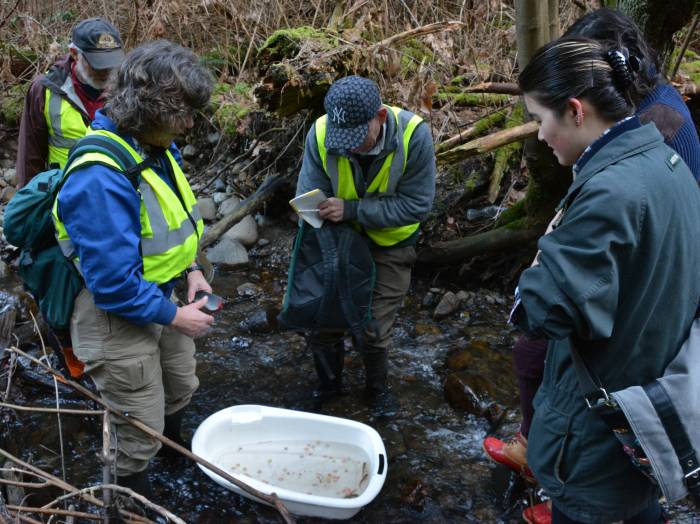 Byrne Creek Fish Survey March 8, 2015