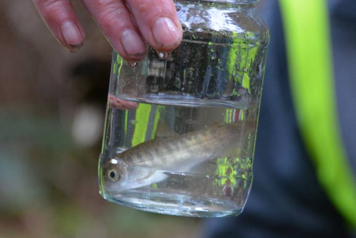 Byrne Creek Fish Survey March 8, 2015