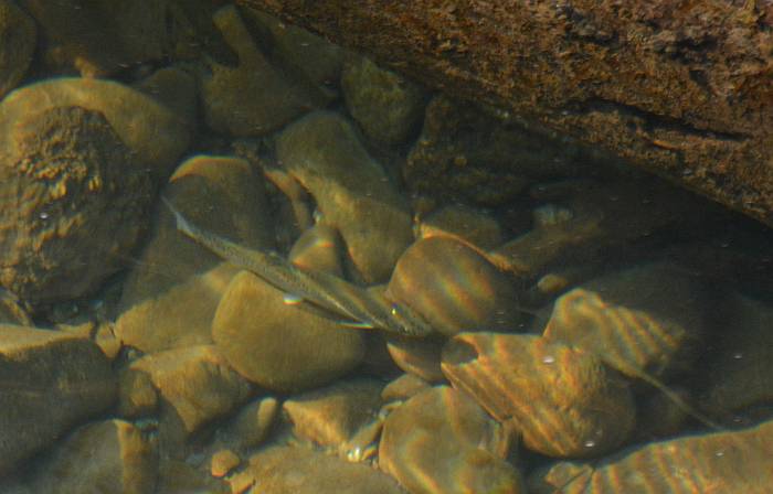Byrne Creek fish survey
