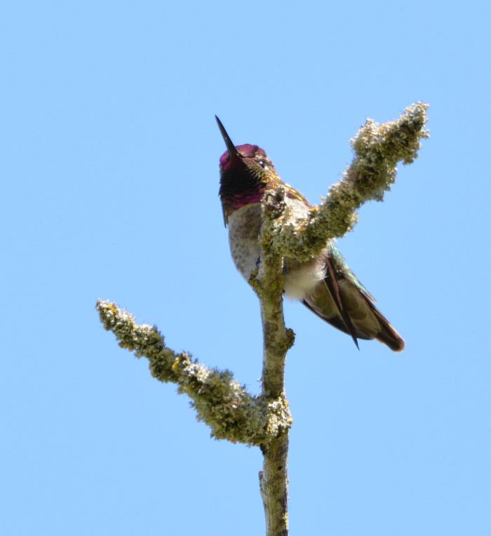 Anna's Hummingbird