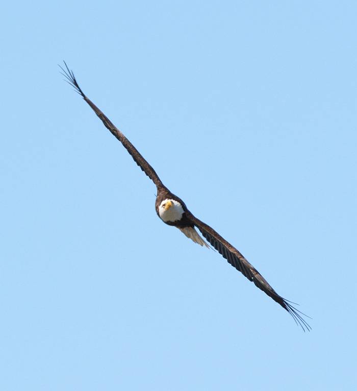 bald eagle