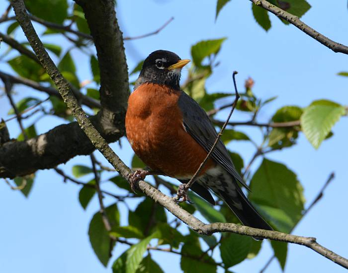 Burnaby Foreshore Park robin