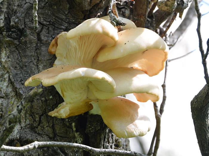 burnaby foreshore park fungus