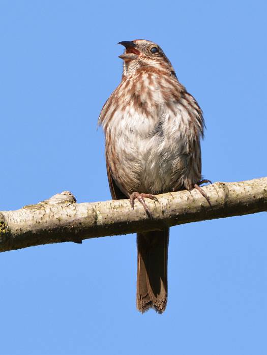 burnaby foreshore park sparrow