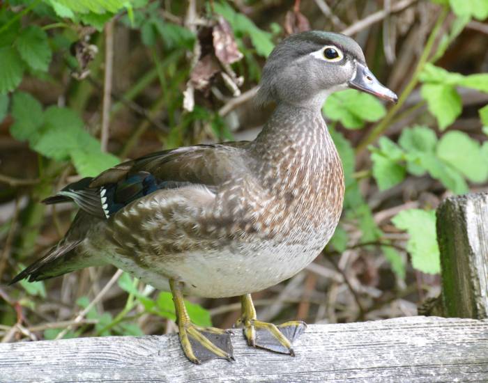 Burnaby Lake wood duck