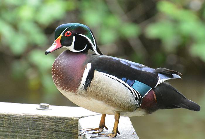 Burnaby Lake wood duck