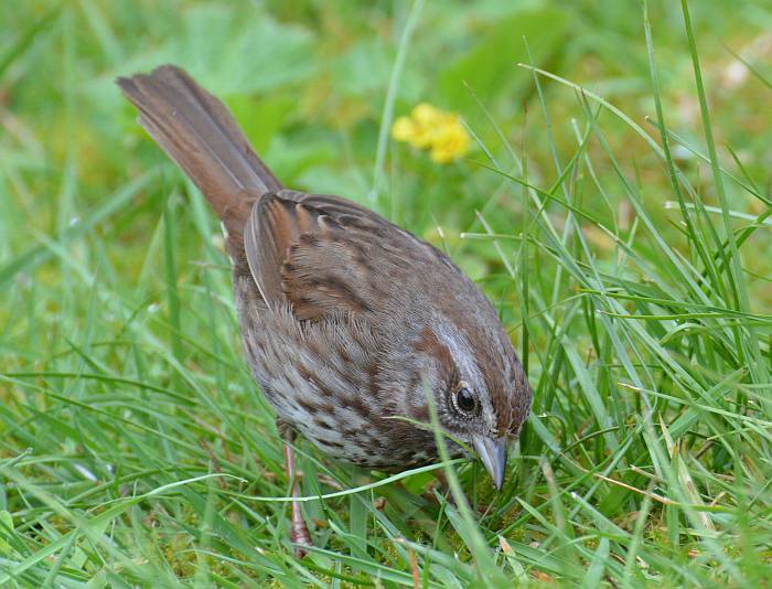 Burnaby Lake sparrow