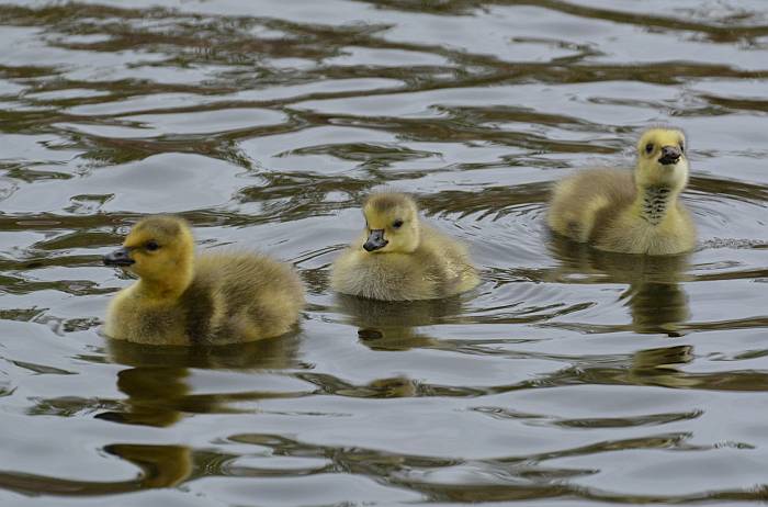 Burnaby Lake goslings