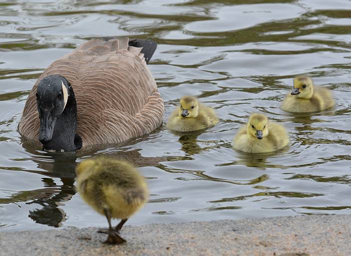 Burnaby Lake goslings